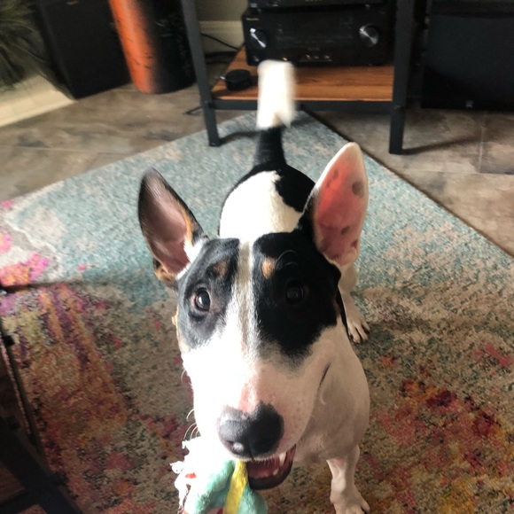 Meet your Posher, Brianna - Picture 1 of 1